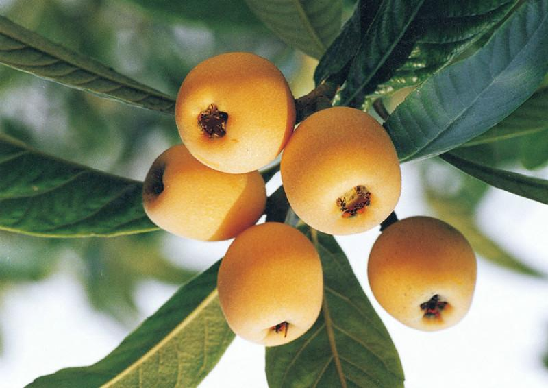 基于可見(jiàn)近紅外光譜相機(jī)預(yù)測(cè)枇杷糖度及模型優(yōu)化