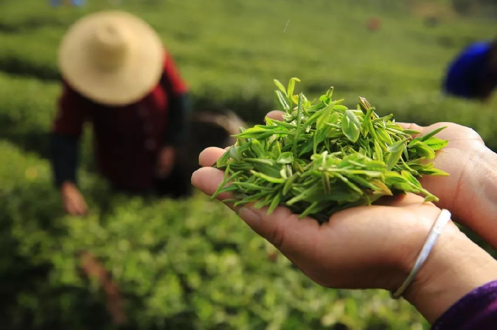 一種基于可見近紅外光譜相機快速鑒別茶葉品種的新方法
