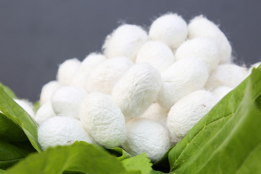 高光譜相機(jī)在蠶繭質(zhì)量檢測(cè)方面的應(yīng)用
