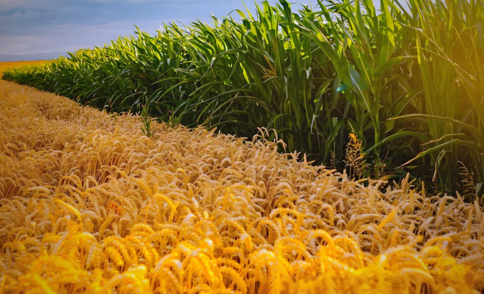 作物產(chǎn)量預(yù)測高光譜相機哪家好？