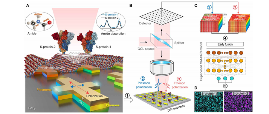 表面等離子體-聲子高光譜成像：探索病毒蛋白檢測新途徑